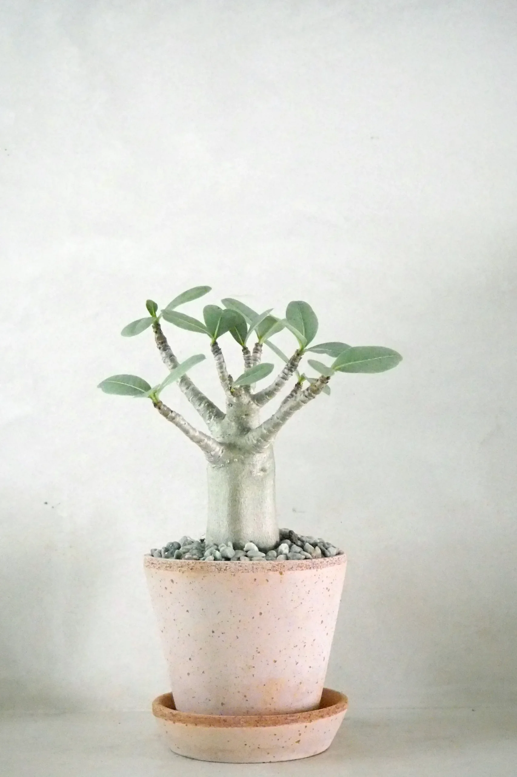 Adenium ansu "mini baobab"