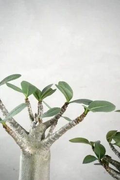 Adenium ansu "mini baobab"