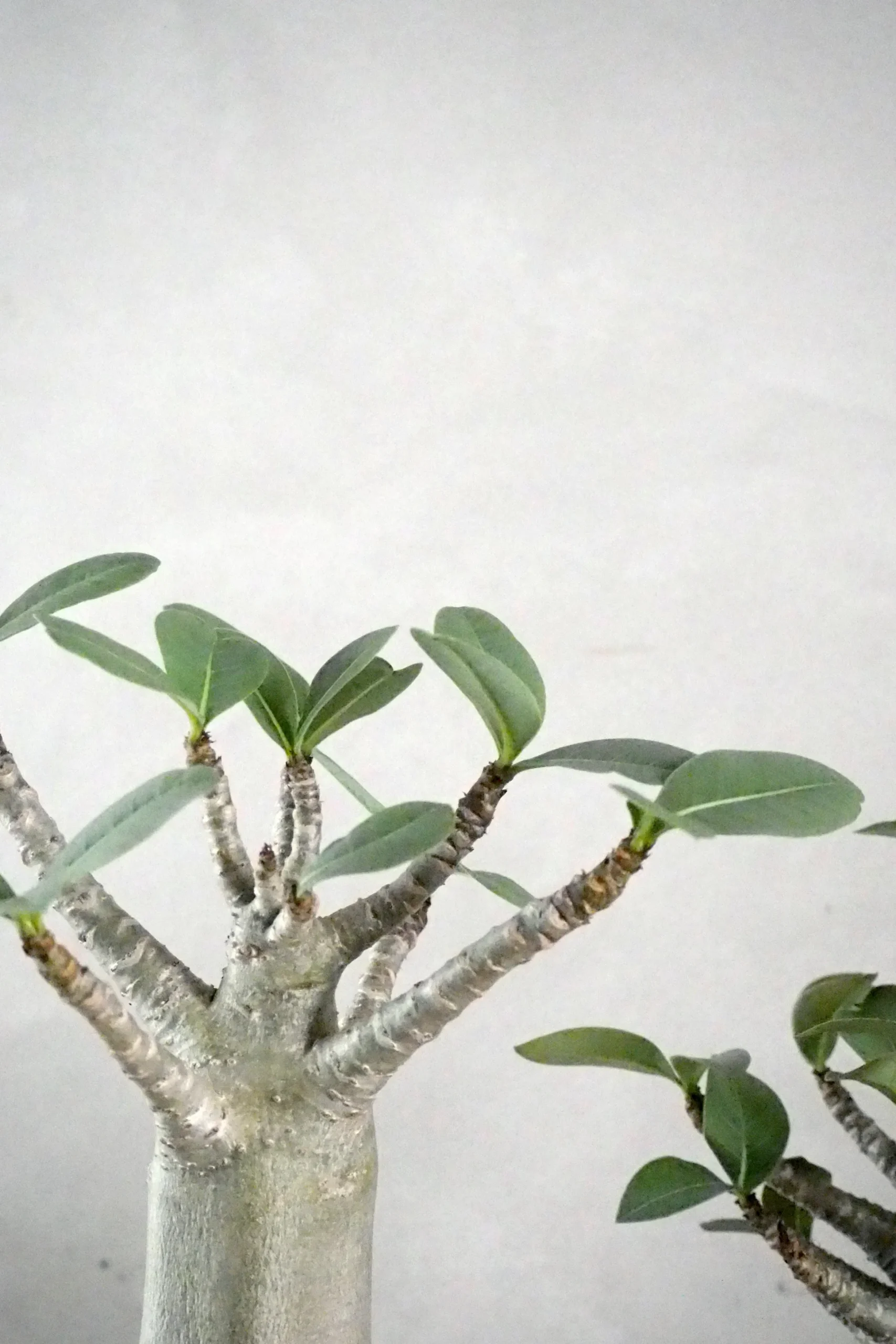 Adenium ansu "mini baobab"