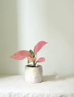 Aglaonema Spotted Star