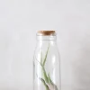 Air plant i glas