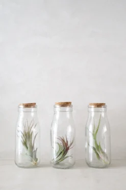 Air plant i glas