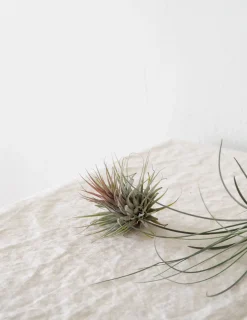 Air plants