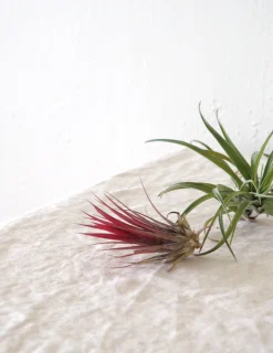 Air plants