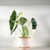 Alocasia frydek variegata