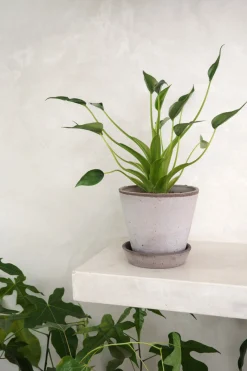 Alocasia Tiny dancer