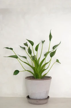 Alocasia Tiny dancer