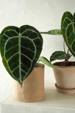 Anthurium Crystallinum