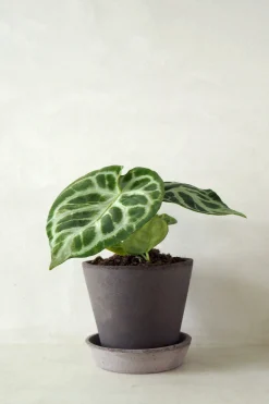 Anthurium silver Blush