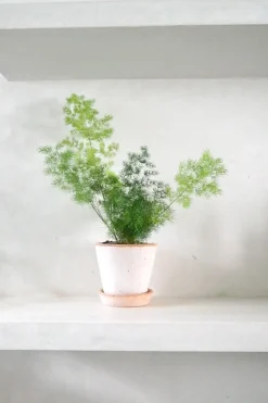 Asparagus Myriocladus