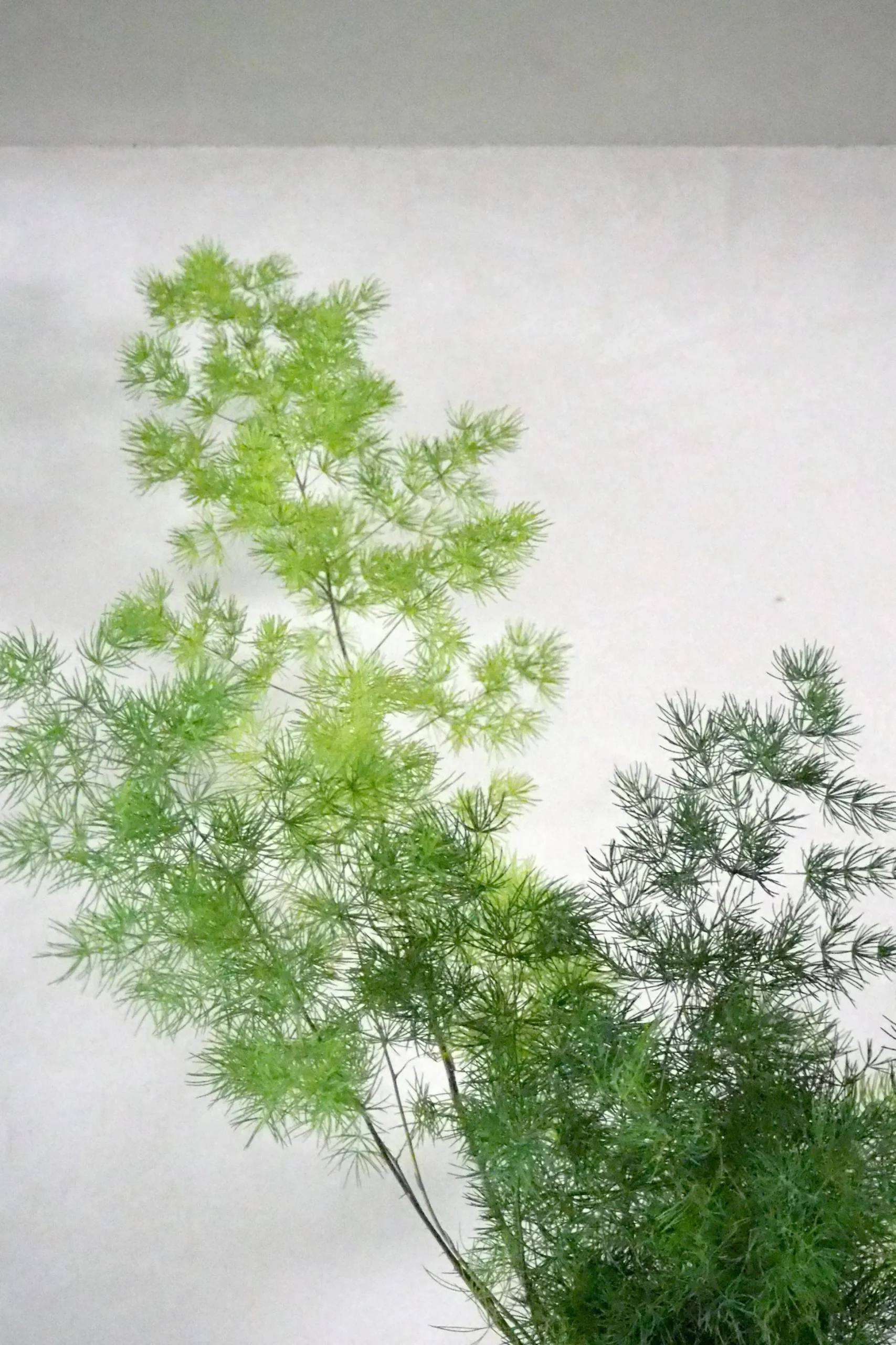 Asparagus Myriocladus