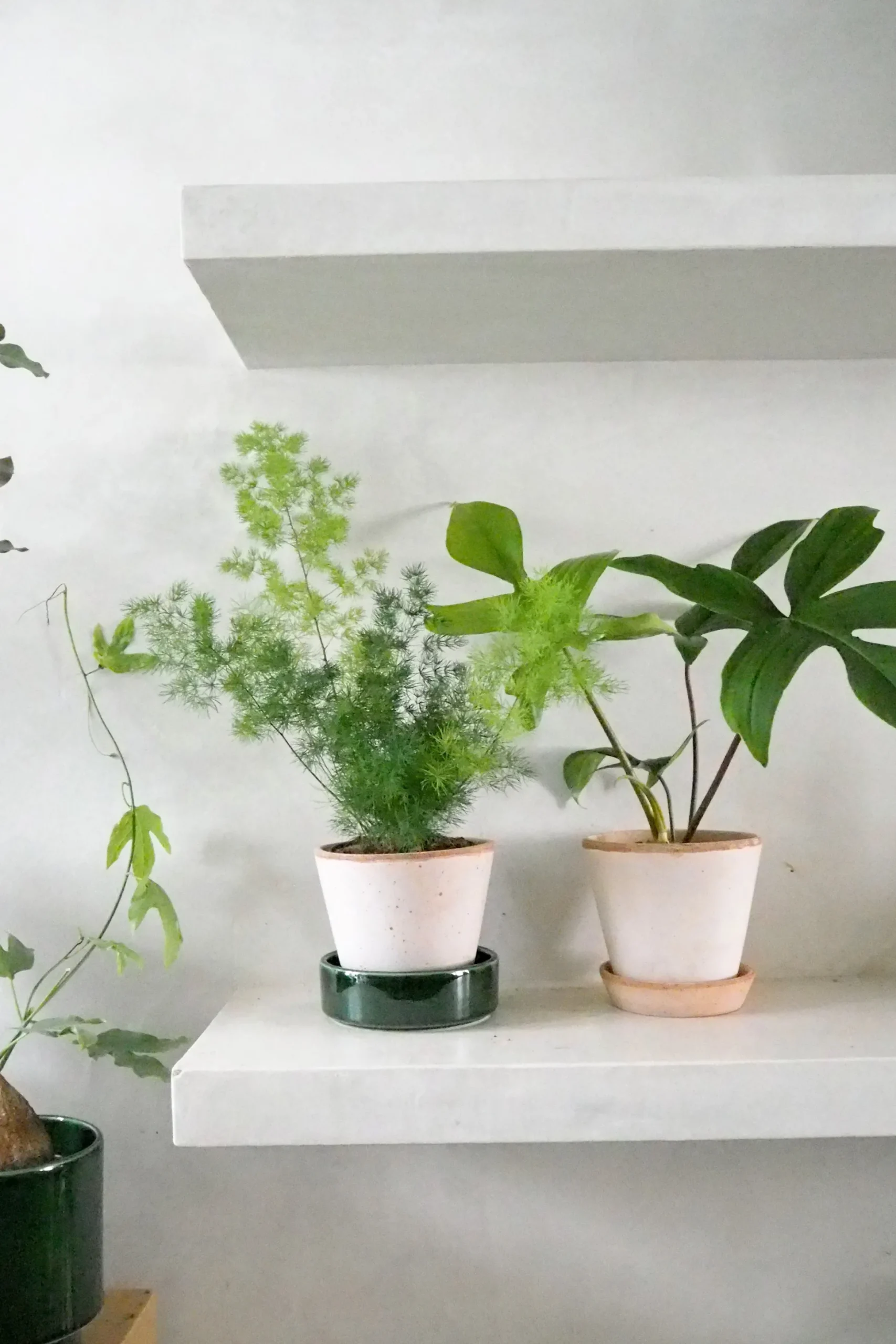 Asparagus Myriocladus