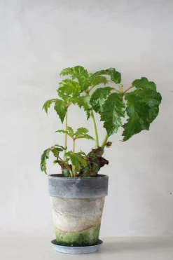 Begonia Carolineifolia, lille