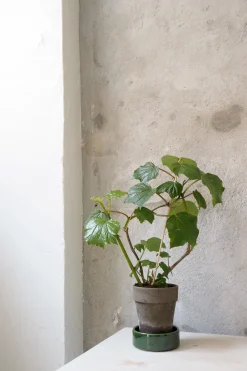 Begonia convolvulacea