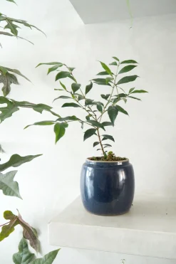 Berit, blå, ø12 cm