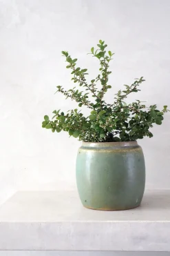 Berit, lysegrøn, ø12 cm