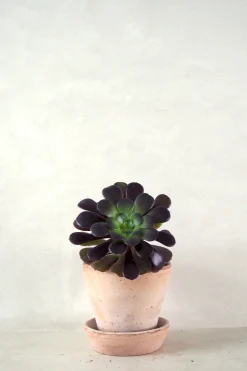 Black Rose - Aeonium