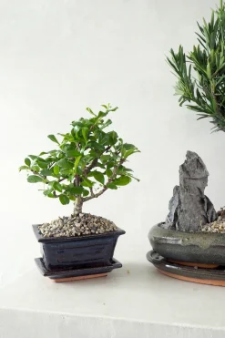 Bonsai Carmona, lille