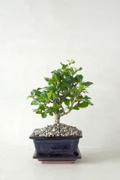 Bonsai Carmona, lille