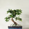 Bonsai Carmona, medium
