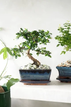 Bonsai Carmona, medium