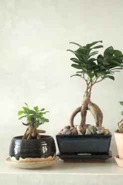 Bonsai Ficus, medium II