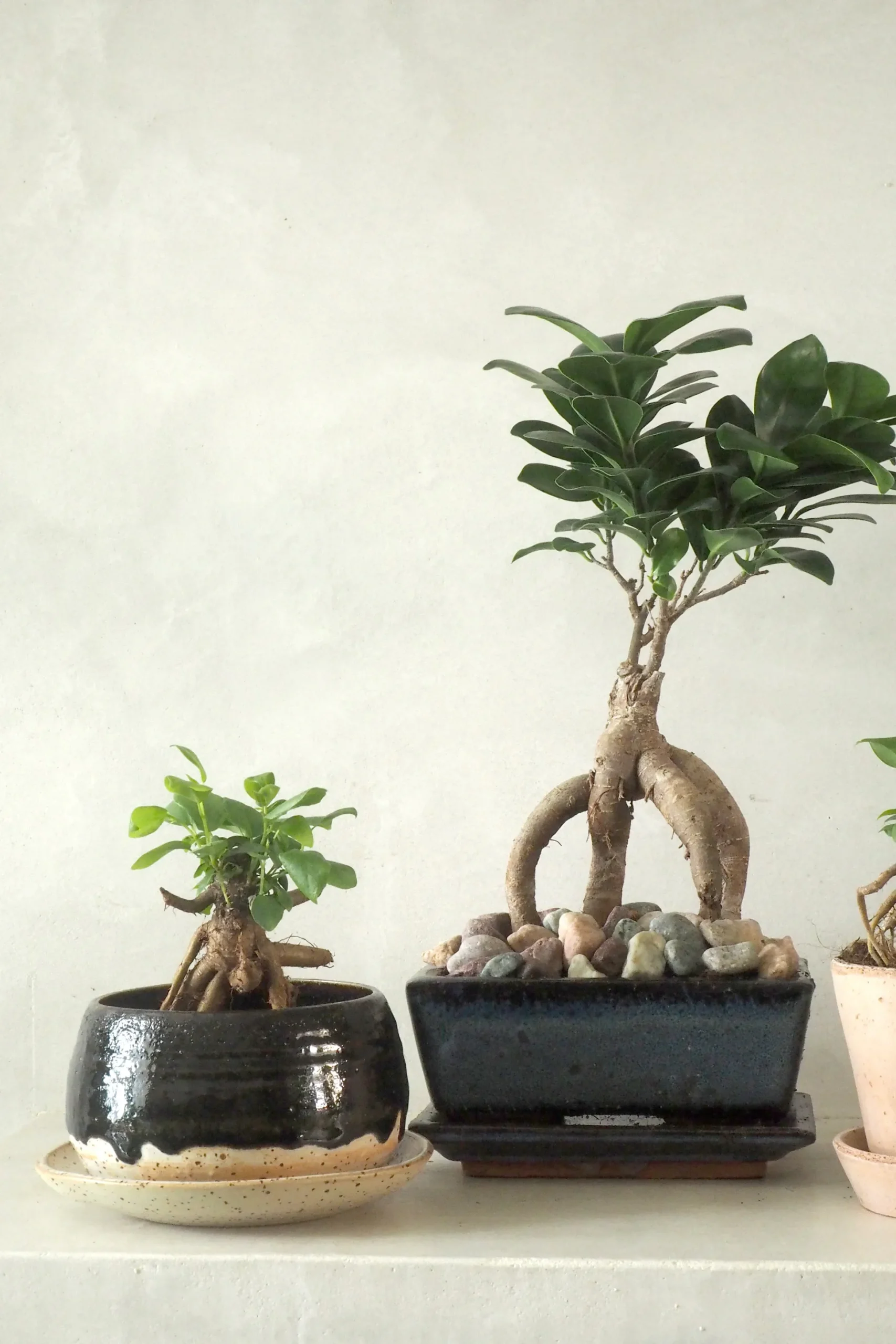 Bonsai Ficus, medium II