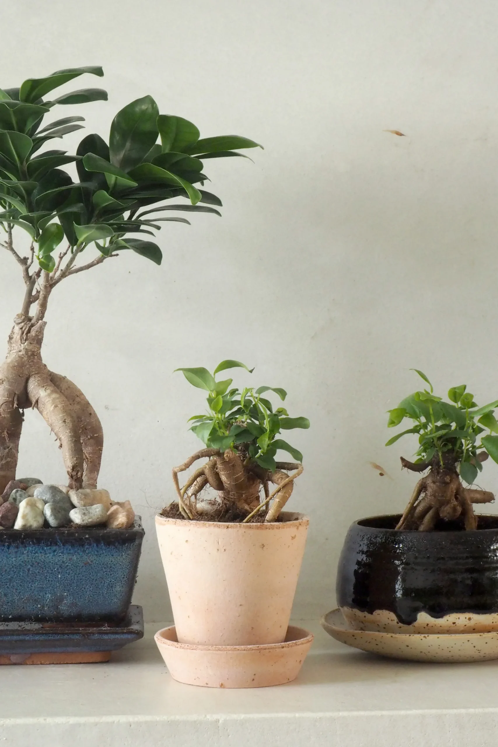 Bonsai Ficus, medium II