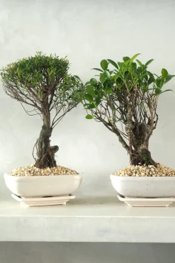 Bonsai Ficus, medium II