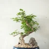 Bonsai ligustrum
