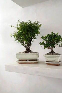 Bonsai Sageretia, medium