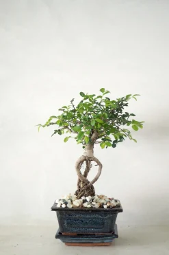 Bonsai Zelkova, lille