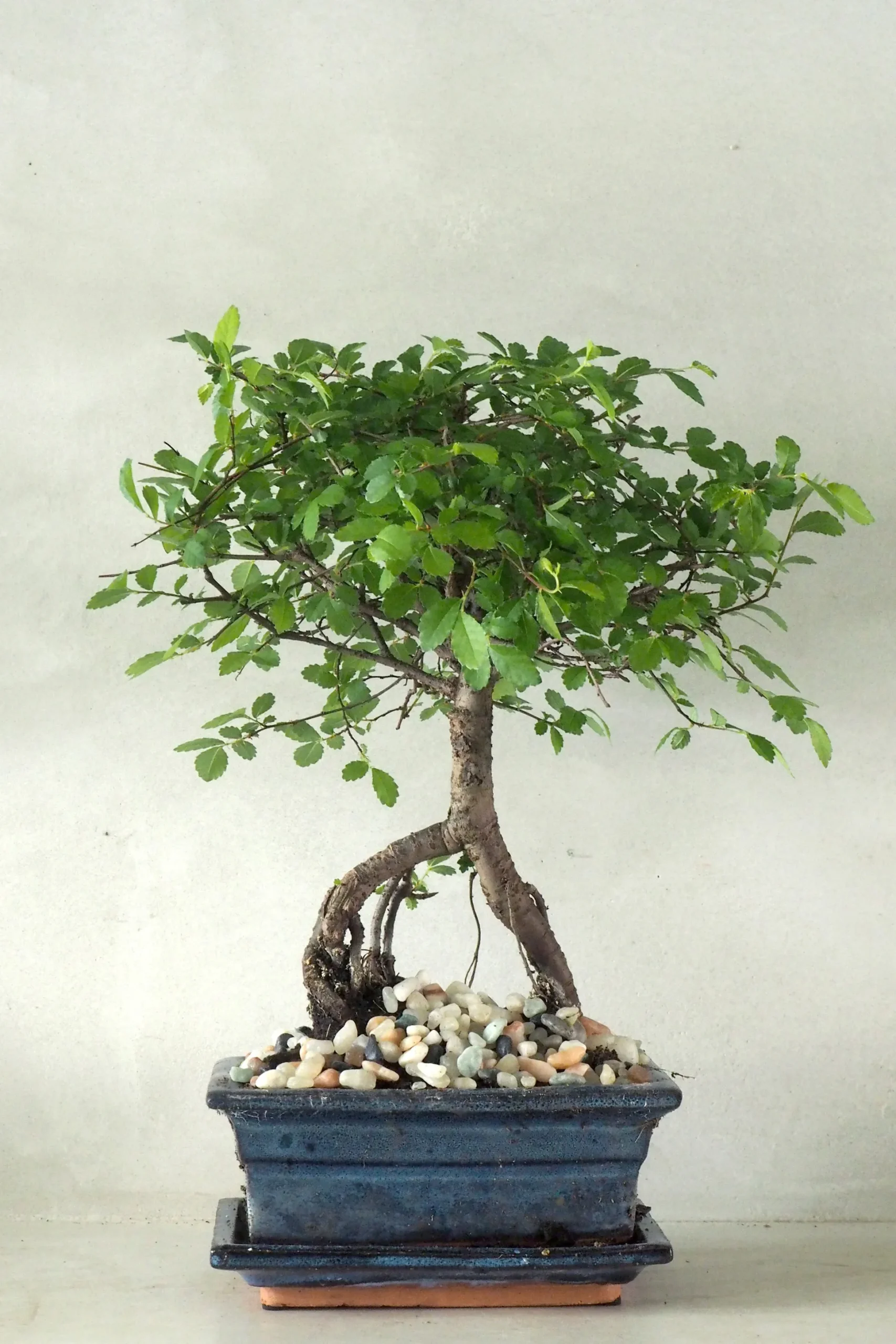 Bonsai Zelkova, medium