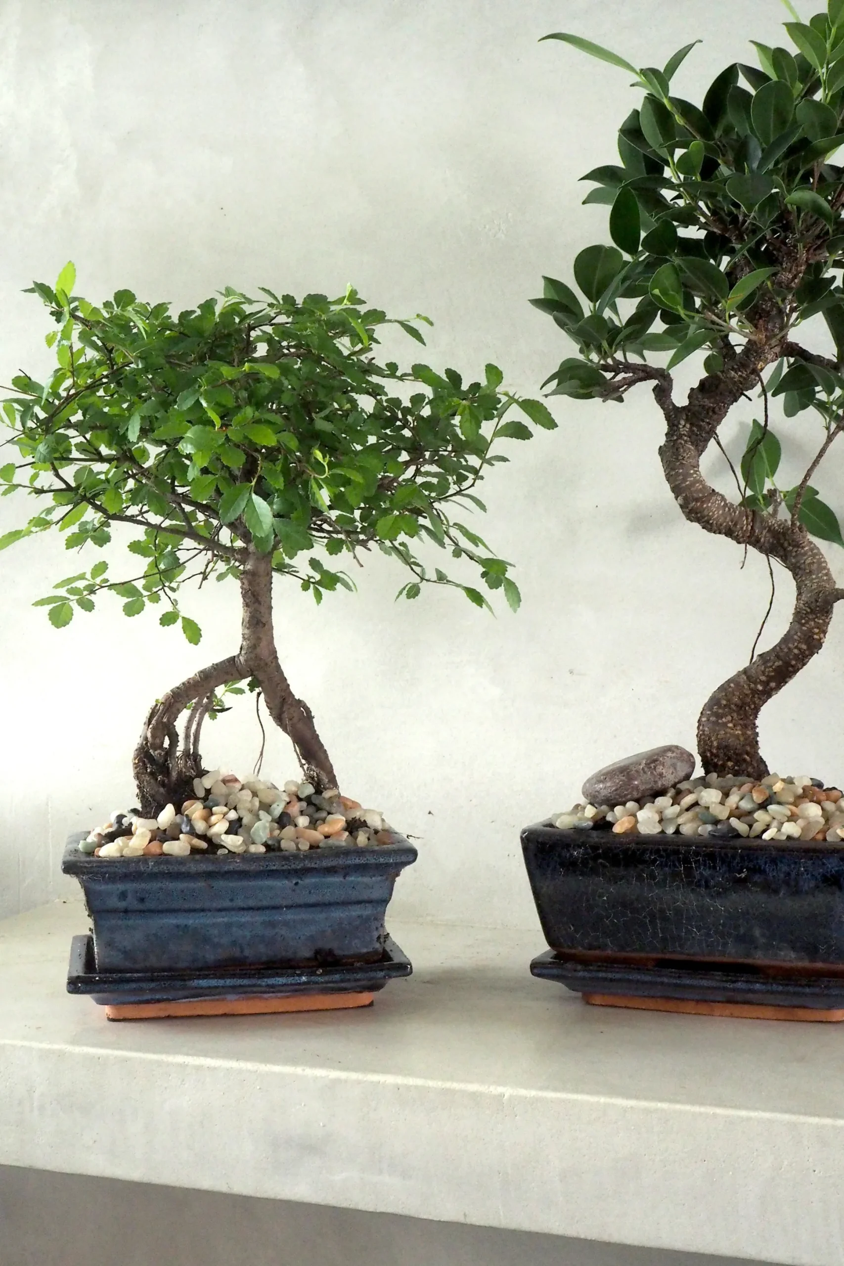 Bonsai Zelkova, medium