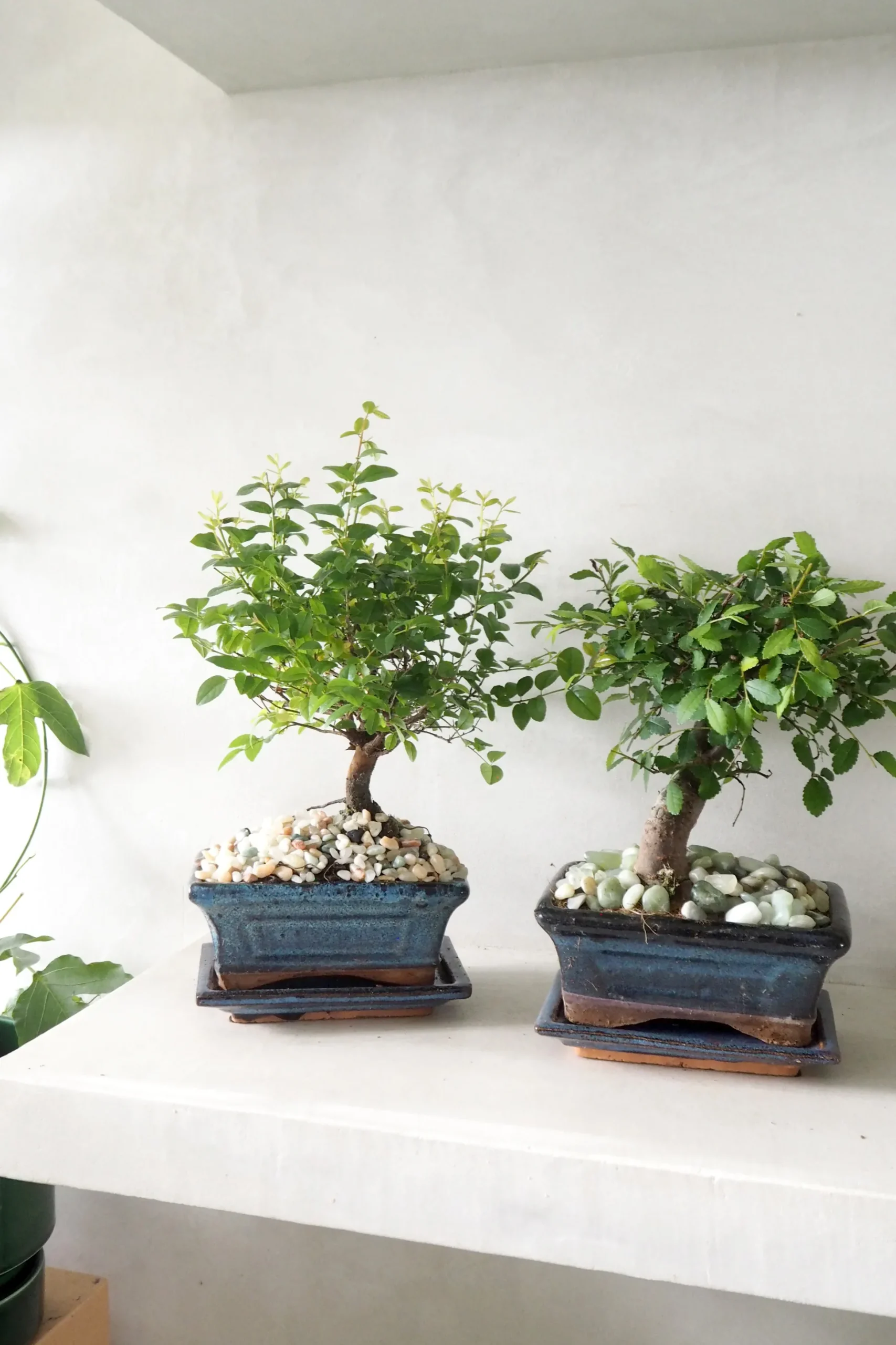 Bonsai Zelkova, medium