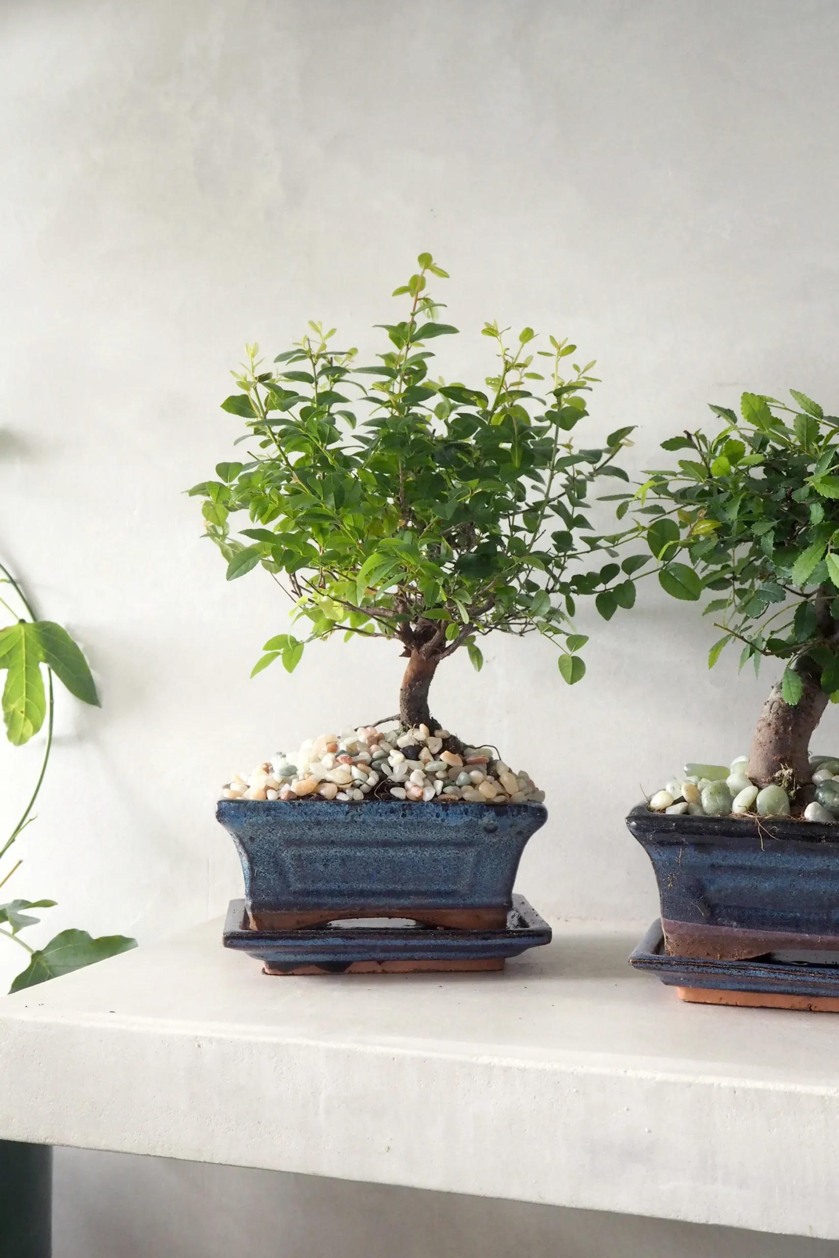 Bonsai Zelkova, medium