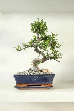 Bonsai Zelkova, stor