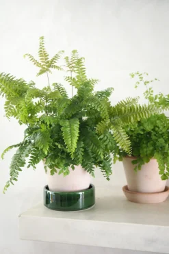 Bronze Venushår bregne