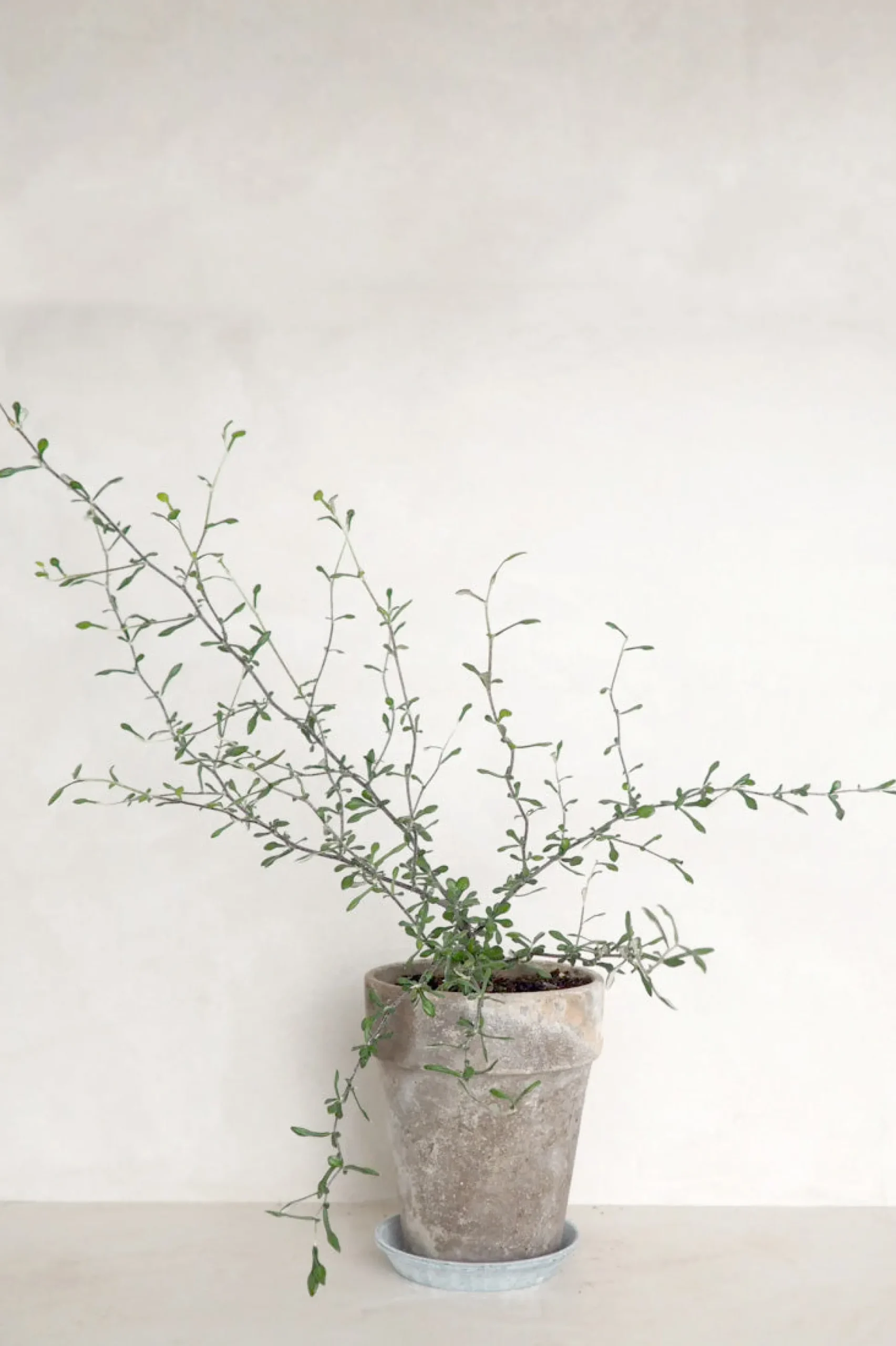 Corokia virgata - Maori Green