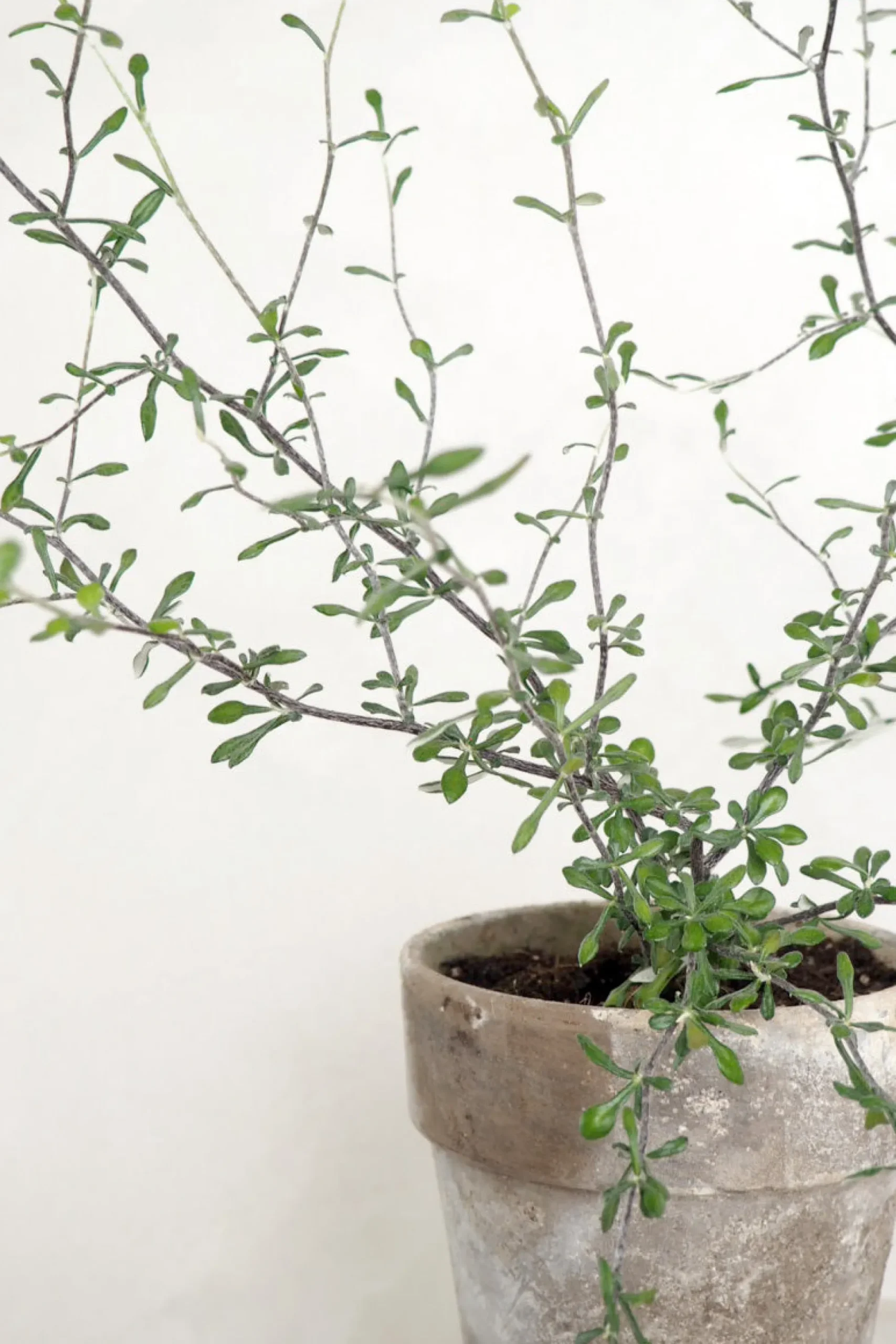 Corokia virgata - Maori Green