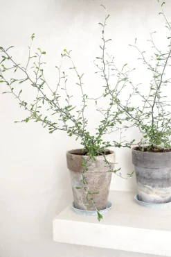 Corokia virgata - Maori Green