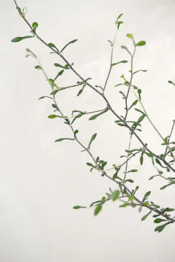 Corokia virgata - Maori Green