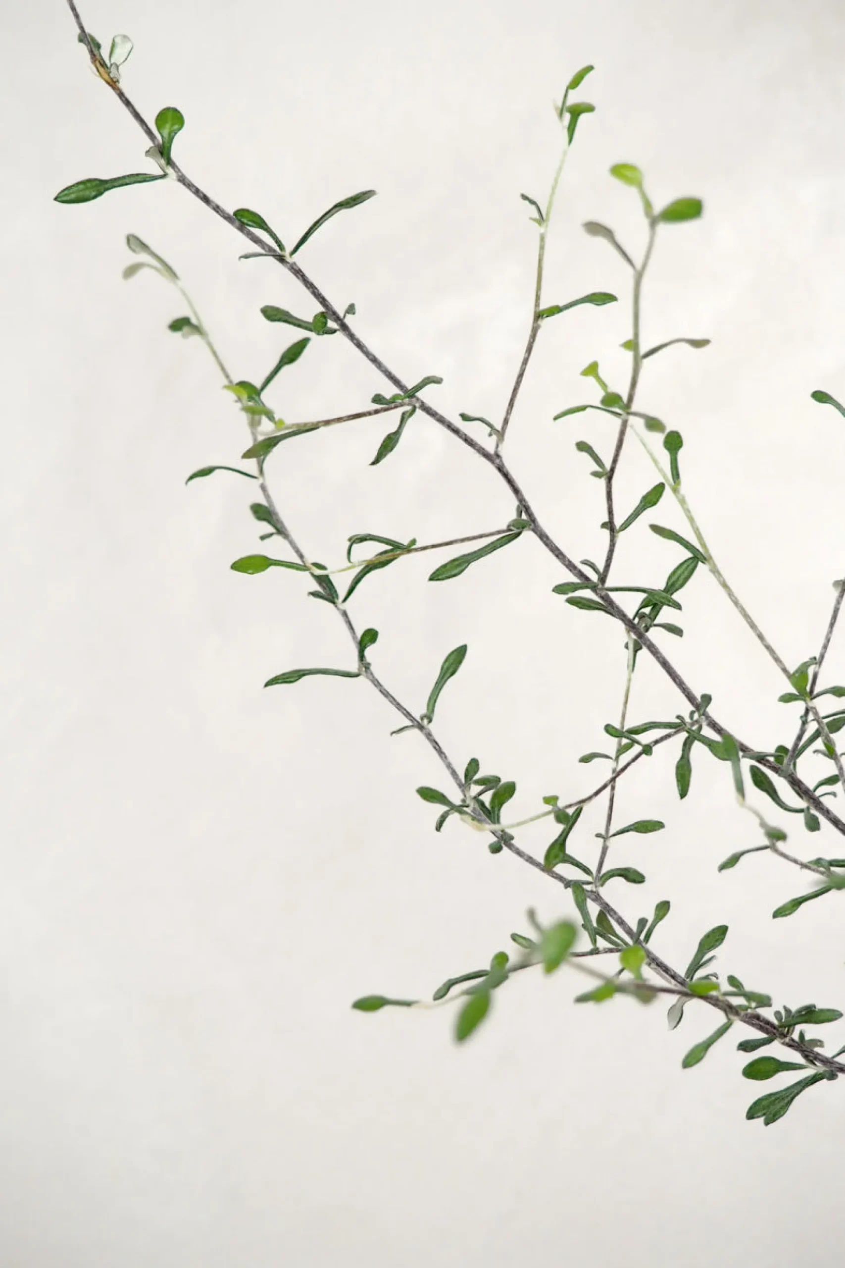 Corokia virgata - Maori Green