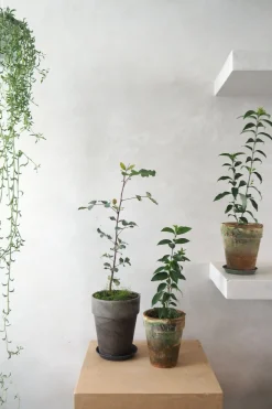 Delfinplante - Senecio Peregrinus