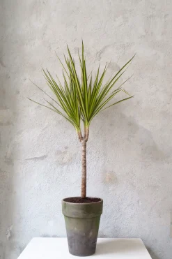 Dracena