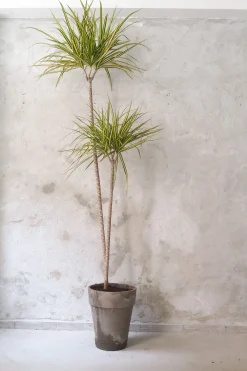 Dracena, stor