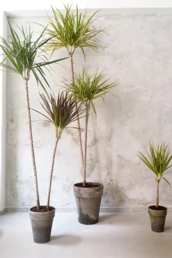 Dracena, stor
