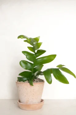 Epiphyllum chrysocardium