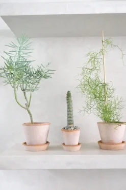 Eulychnia Castanea spiralis