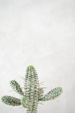 Euphorbia mammillaris, variegata